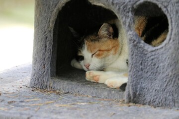 Colonia felina