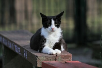 Colonia felina