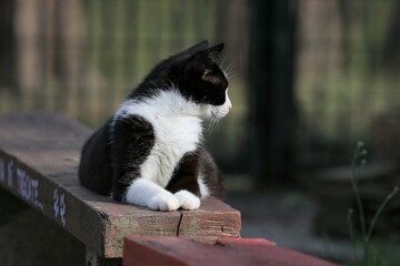 Colonia felina