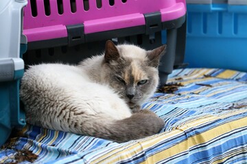 Colonia felina