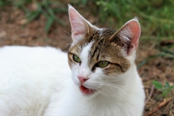 Colonia felina