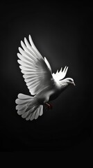 A white dove flies with its wings spread wide