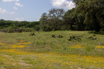 Peaceful Texas landscape with trees, flowers, picnic table, and partly cloudy skies