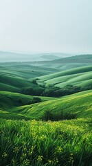 Green rolling hills of Tuscany, Italy