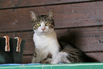 Colonia felina