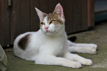Colonia felina