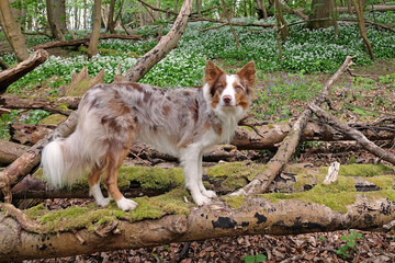 A tri red merle border collie standing on a log in woodland filled with the white flowers of wild garlic.