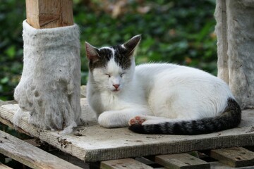Colonia felina