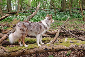 A tri red merle border collie standing on a log in woodland filled with the white flowers of wild garlic.