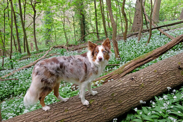 A tri red merle border collie standing on a log in woodland filled with the white flowers of wild garlic.
