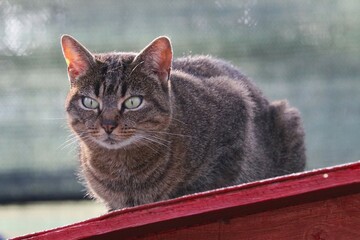 Colonia felina
