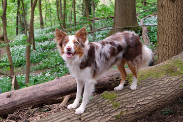 A tri red merle border collie standing on a log in woodland filled with the white flowers of wild...
