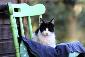 Colonia felina
