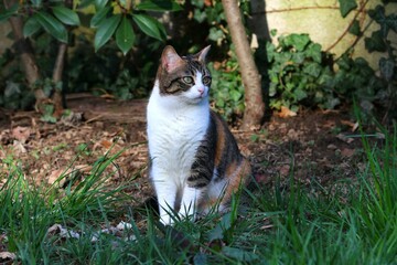 Colonia felina