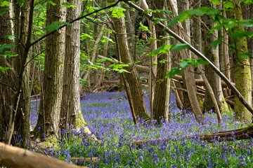 A carpet of bluebells on the woodland floor during the spring.