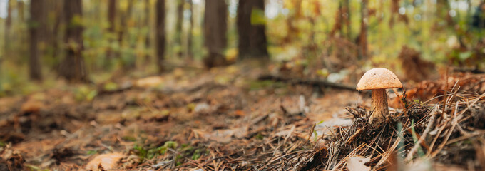 Boletus Edulis Growing Among Pine Needles In Autumn Forest.