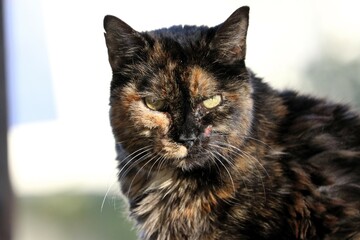 Colonia felina