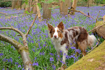 A tri red merle border collie standing in a woodland filled with bluebells.