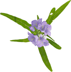 Top view of bellflower plant
