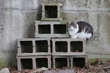 Colonia felina