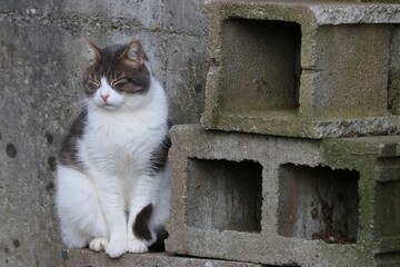 Colonia felina