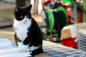 Colonia felina