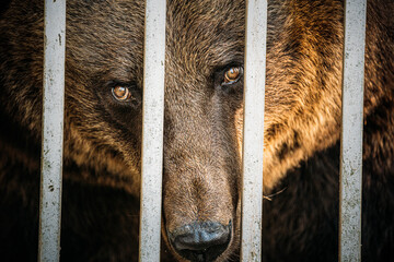 European Eurasian Brown Russian Bear Ursus Arctos Arctos In Cage. Look Through the Bars