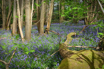 A carpet of bluebells on the woodland floor during the spring.
