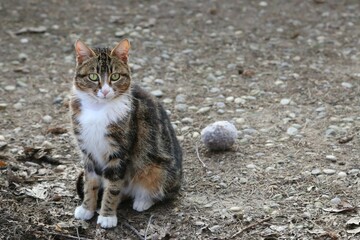 Colonia felina