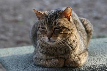 Colonia felina