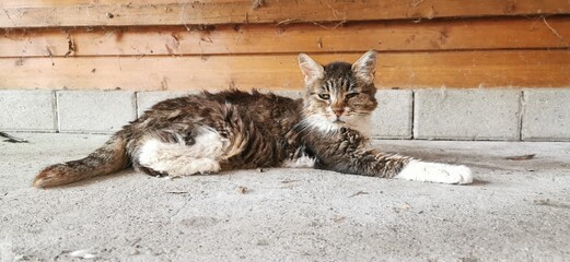 Colonia felina