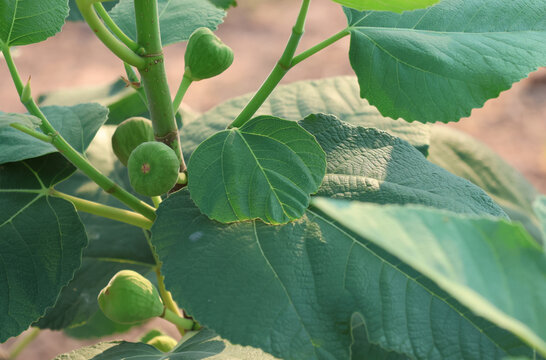 Young Common figs Green-fruited grow on trees on farms