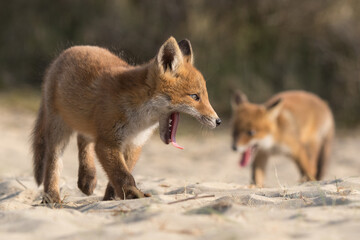 Playing red fox cubes