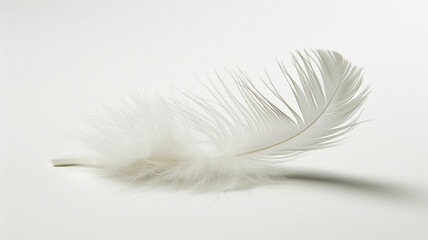 Obraz premium white feather on white background