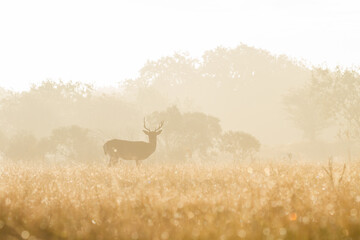 deer in the forest