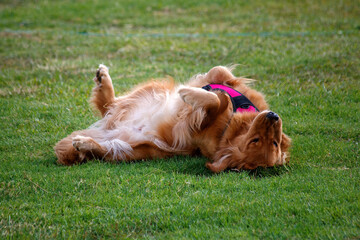 dog laying on grass