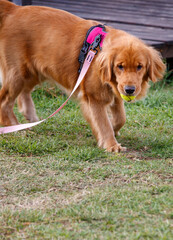 dog in the park