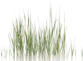 Naklejka premium Side view of wild grass