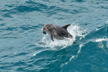 Obraz premium Bottlenose dolphin jumping out of the ocean. 