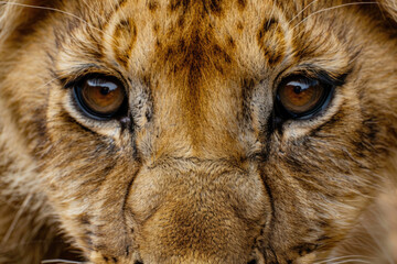 A lion cub's face, filling the frame