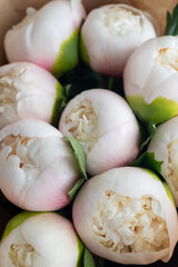 Bouquet of stylish peonies close-up. Pink and white peony flowers. Close-up of flower petals with water drops. Floral greeting card or wallpaper. Delicate abstract floral pastel background