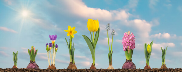 Growth stages of tulip, hyacinth, blue grape, crocus and narcissus from flower bulb to blooming flower in a sunny landscape