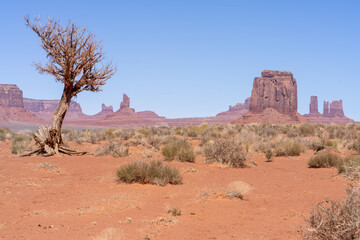 Petrified Tree in  Monument Valley - Landscape