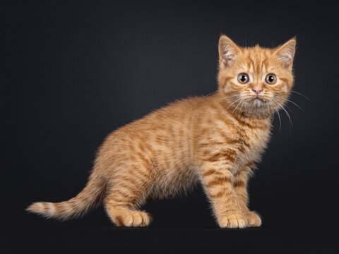 Cute little red British Shorthair cat kitten, standing side ways. Looking towards camera. Isolated on a black background.