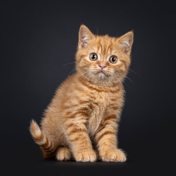 Cute little red British Shorthair cat kitten, sitting up facing front. Looking towards camera. Isolated on a black background.