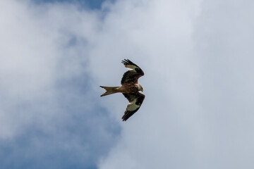 red kite a large bird of prey in flight
