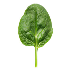Fototapeta premium nutrient rich spinach isolated on transparent background
