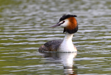 Grèbe huppé