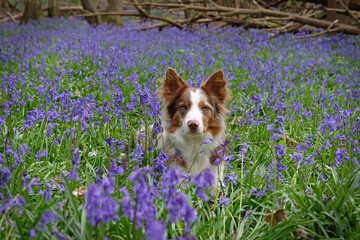 A tri red merle border collie sitting in a woodland filled with bluebells.