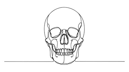 A continuous line drawing of a realistic human skull